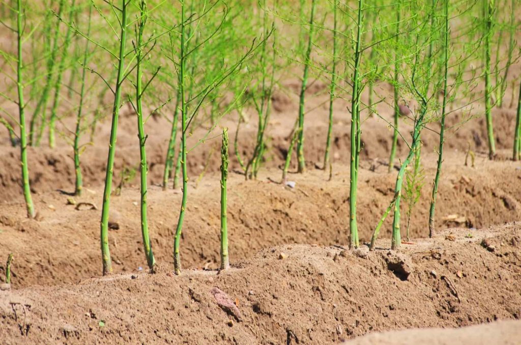 Asparagus growing bed