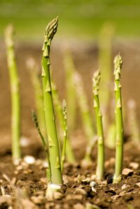 How to grow asparagus in your garden.