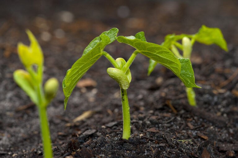 Beans started from seed in the garden