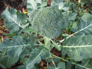 Broccoli in Garden How to grow broccoli in your garden.
