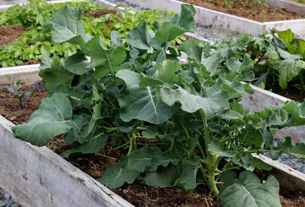Broccoli growing in raised bed