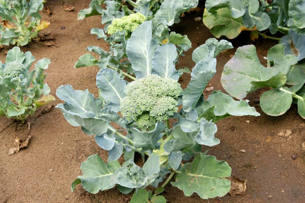 Broccoli in planting bed