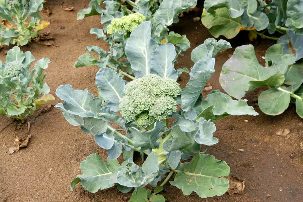 What Do Broccoli Grow On?  