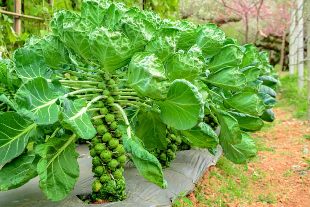 Brussels sprouts in garden