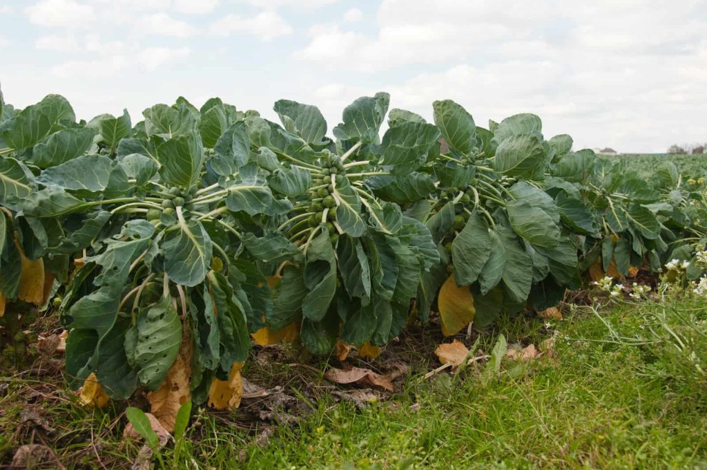 Brussels sprout in growing field