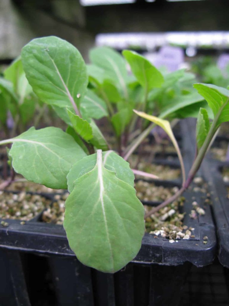 Brussels spouts seedlings