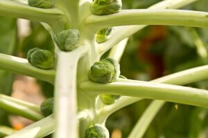 Brussels sprouts maturing on stem