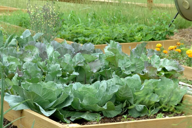 Cabbage in Raised Bed2