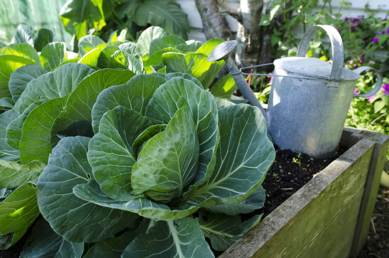 Cabbage in raised bed