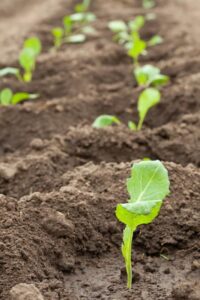 Cabbage seedlings in the garden
