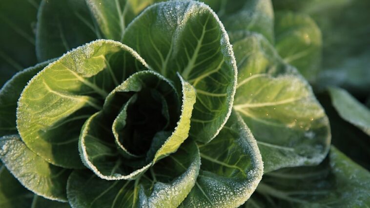 Cabbage Growing Problem Solutions Cabbage Growing Problem Solutions