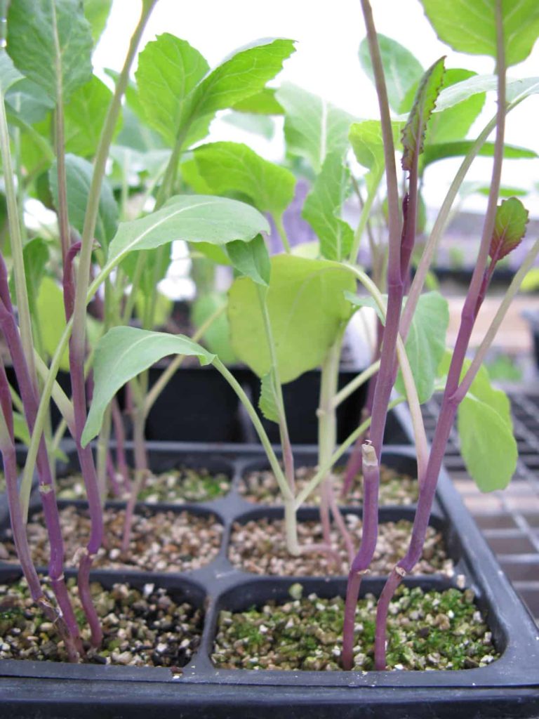 Cauliflower seedlings