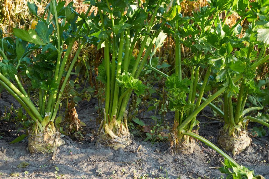 Cleriac growing in the garden