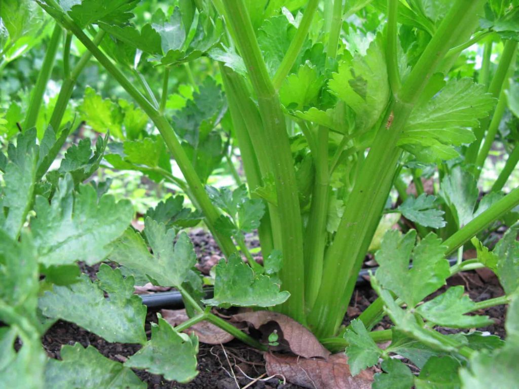 Celery almost ready for harvest