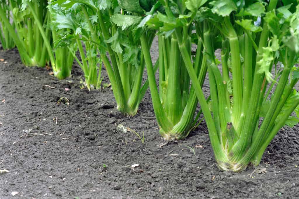Celery in a row
