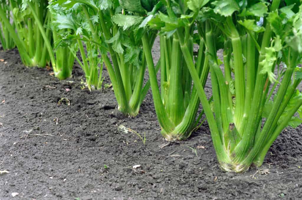 How to Plant and Grow Celery - Harvest to Table