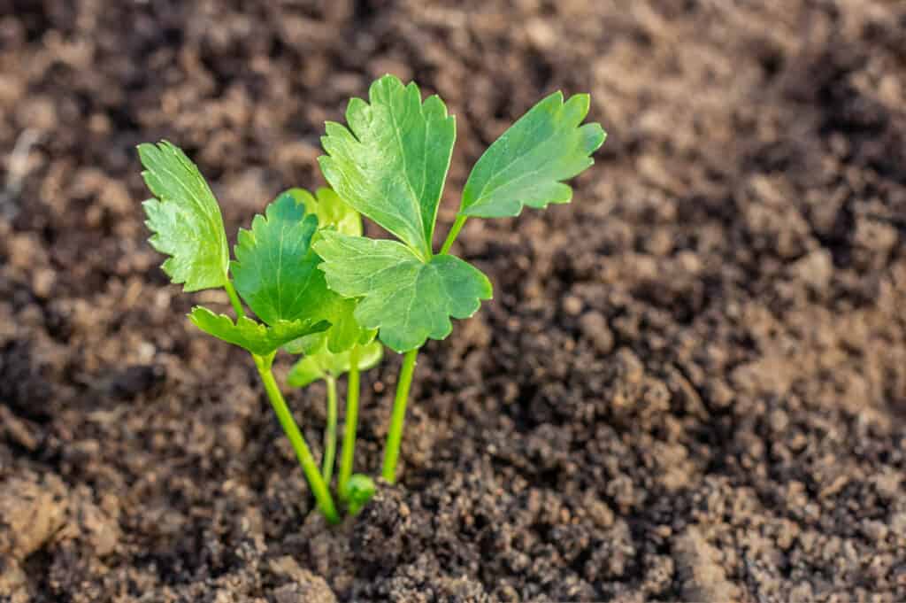 Celery seedling