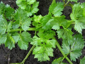 Celery growing