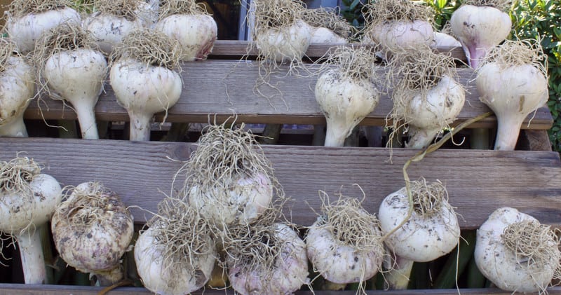 Cure garlic bulbs
