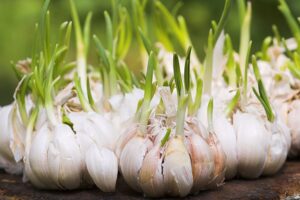 Garlic growing