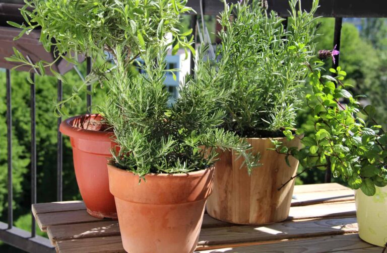 Herbs in pots on bench