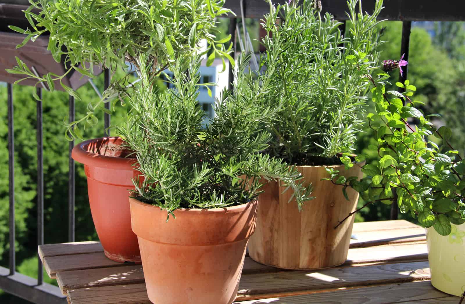 Herbs in pots on bench