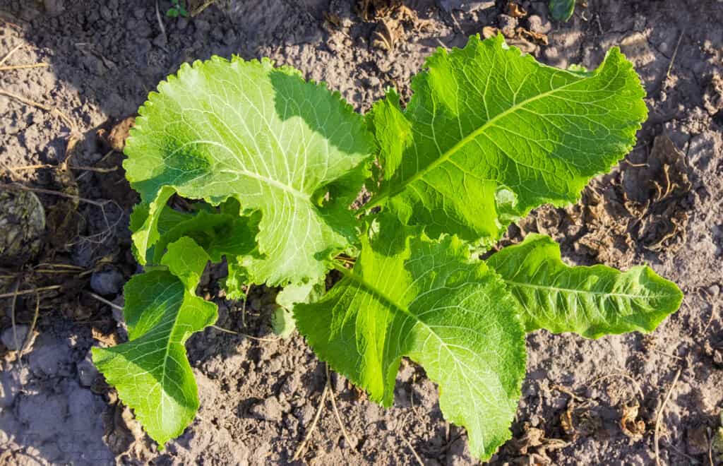 Grow horseradish in garden