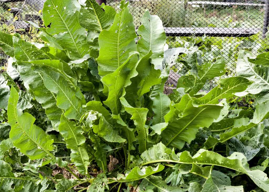 Horseradish plant in garden