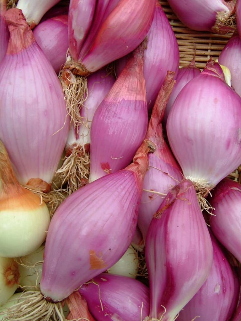 How to Grow Onions