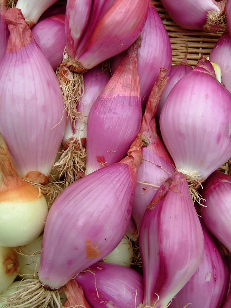 types of onion plants