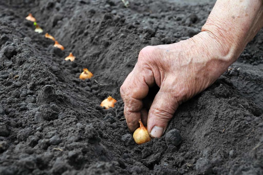 Planting onion bulbs