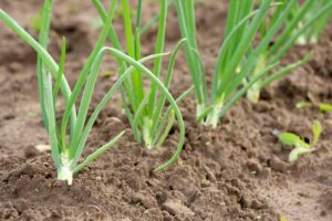 Long day and short day onions