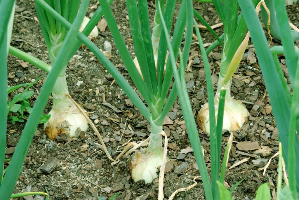 Onions growing in garden