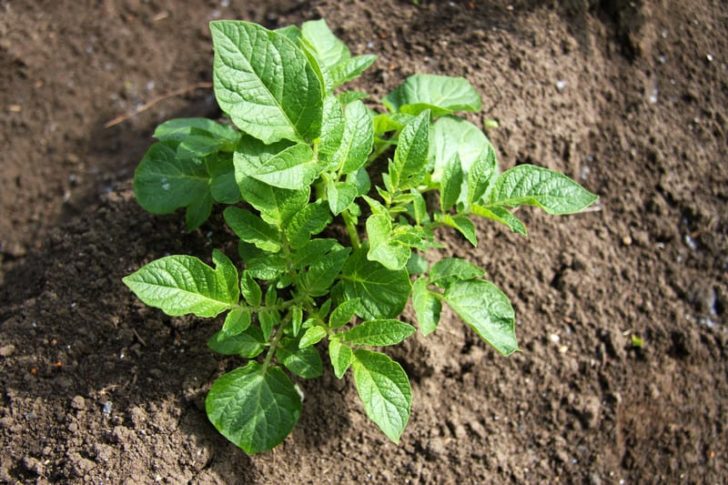 How To Plant, Grow, And Harvest Potatoes - Harvest To Table