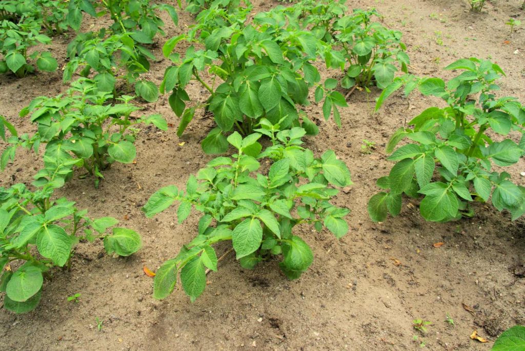 Potatoes in bed rows