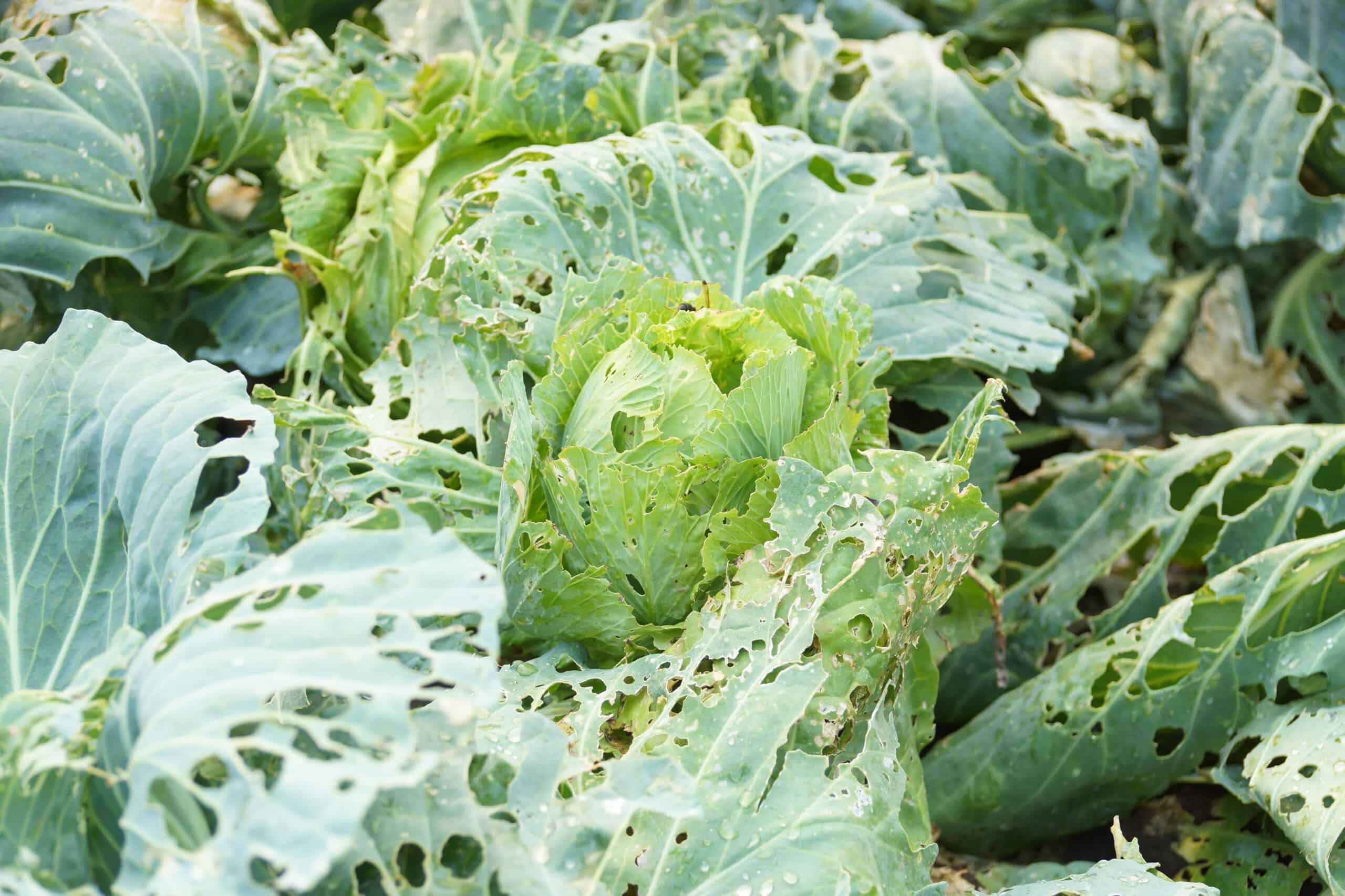 Cabbage must be protected from pest insect
