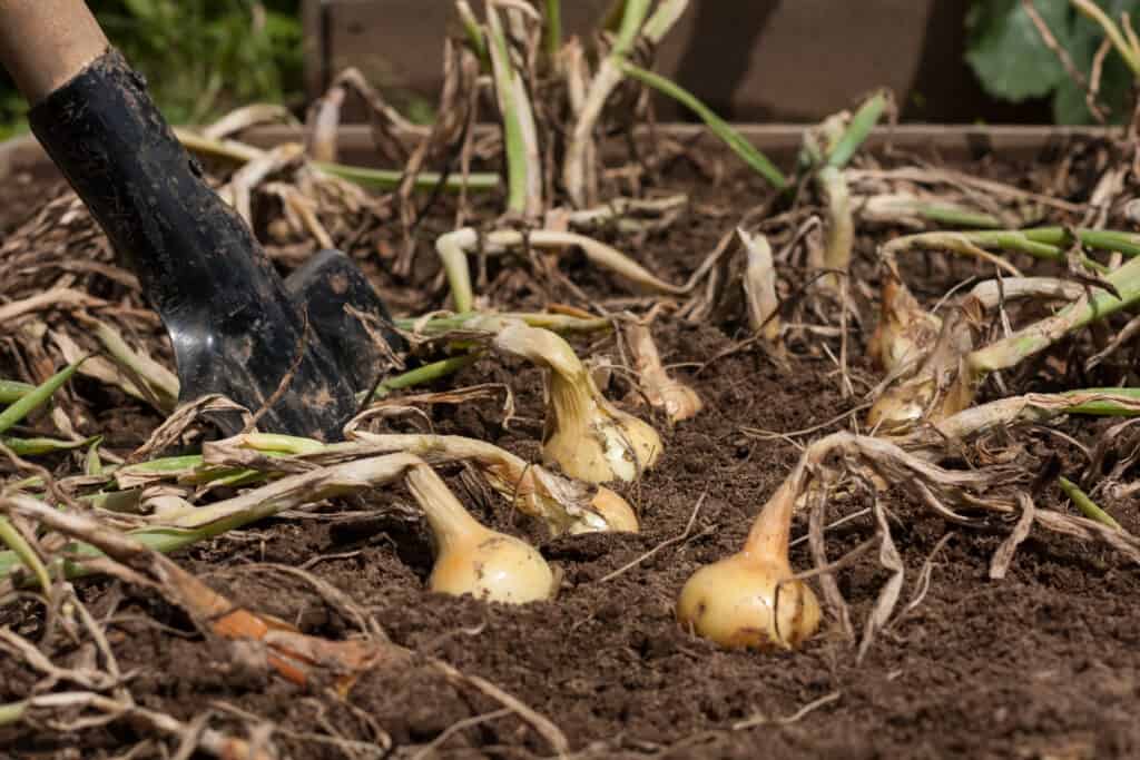 Onions at harvest