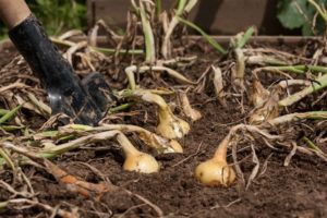 Harvest bulb onions when the tops yellow