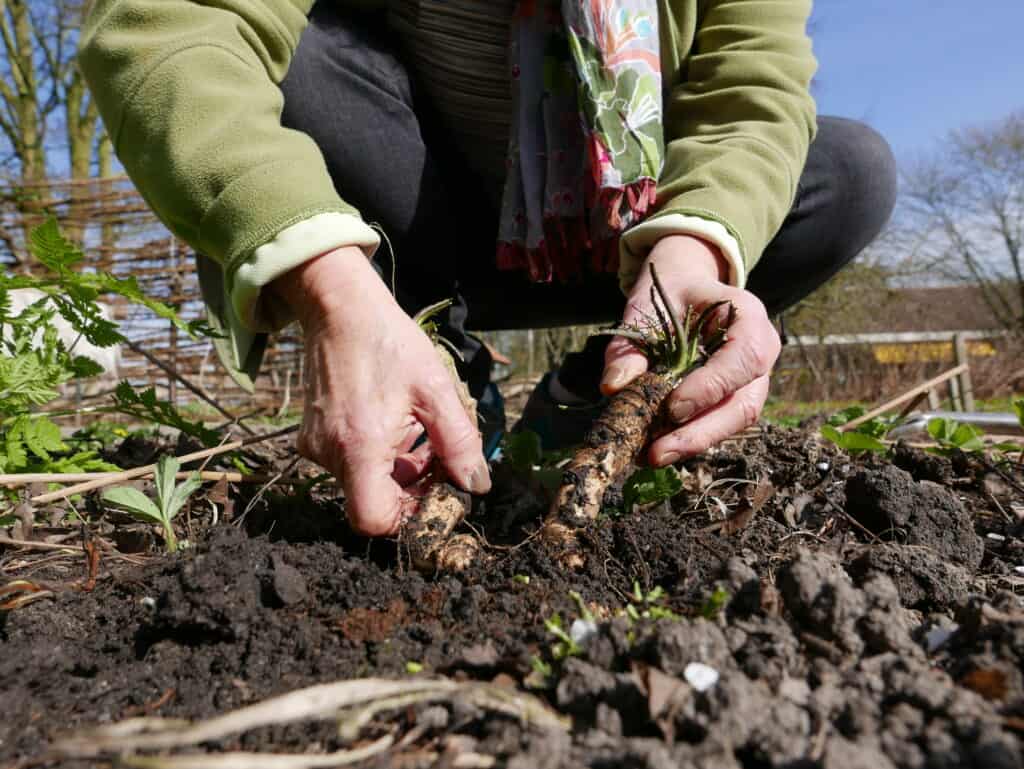 Pulling horseradish roots