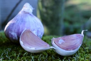 Garlic cloves to plant