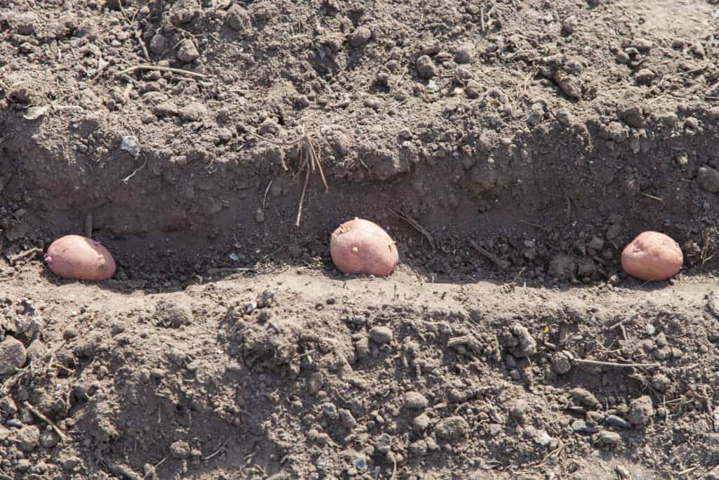 Potatoes planted in trench