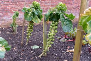 Brussels sprouts staked in garden