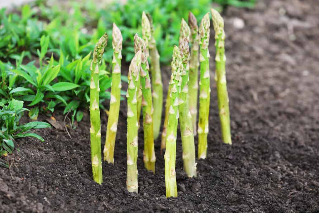 Asparagus in loamy soil