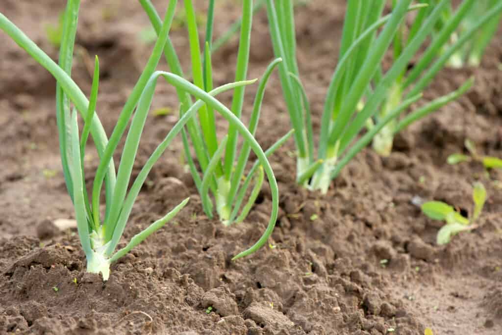 Spring onions growing in rows