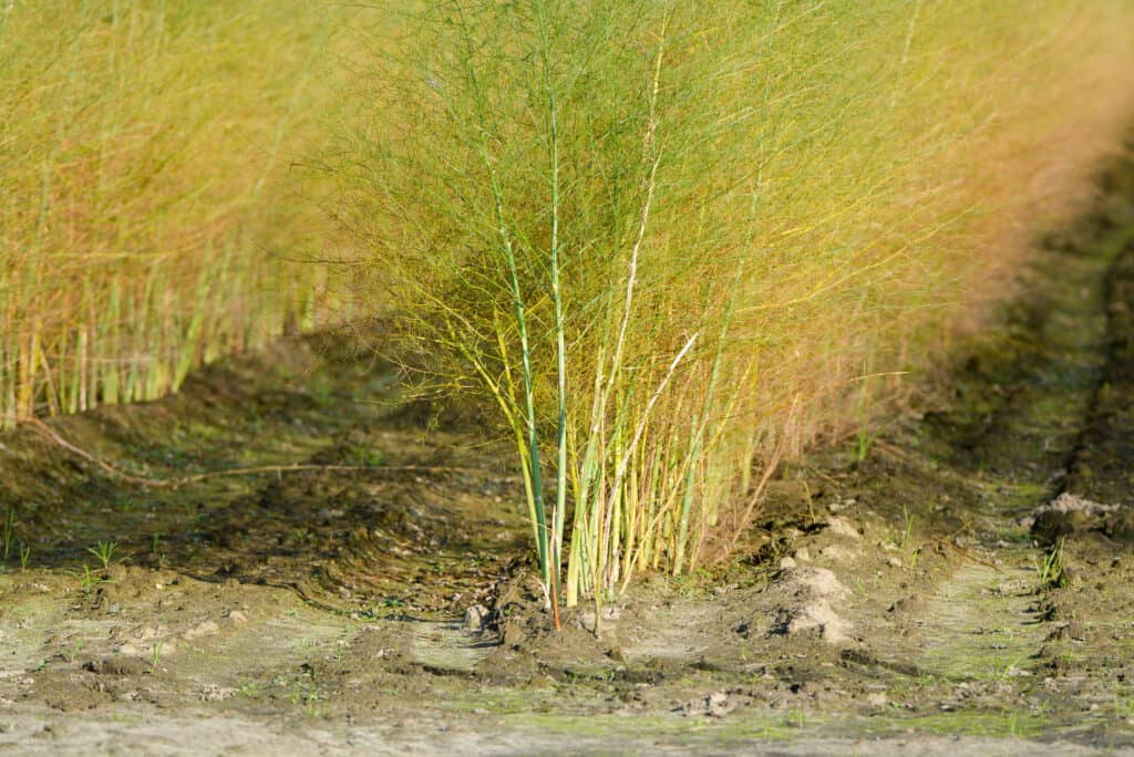 Asparagus plant ferns