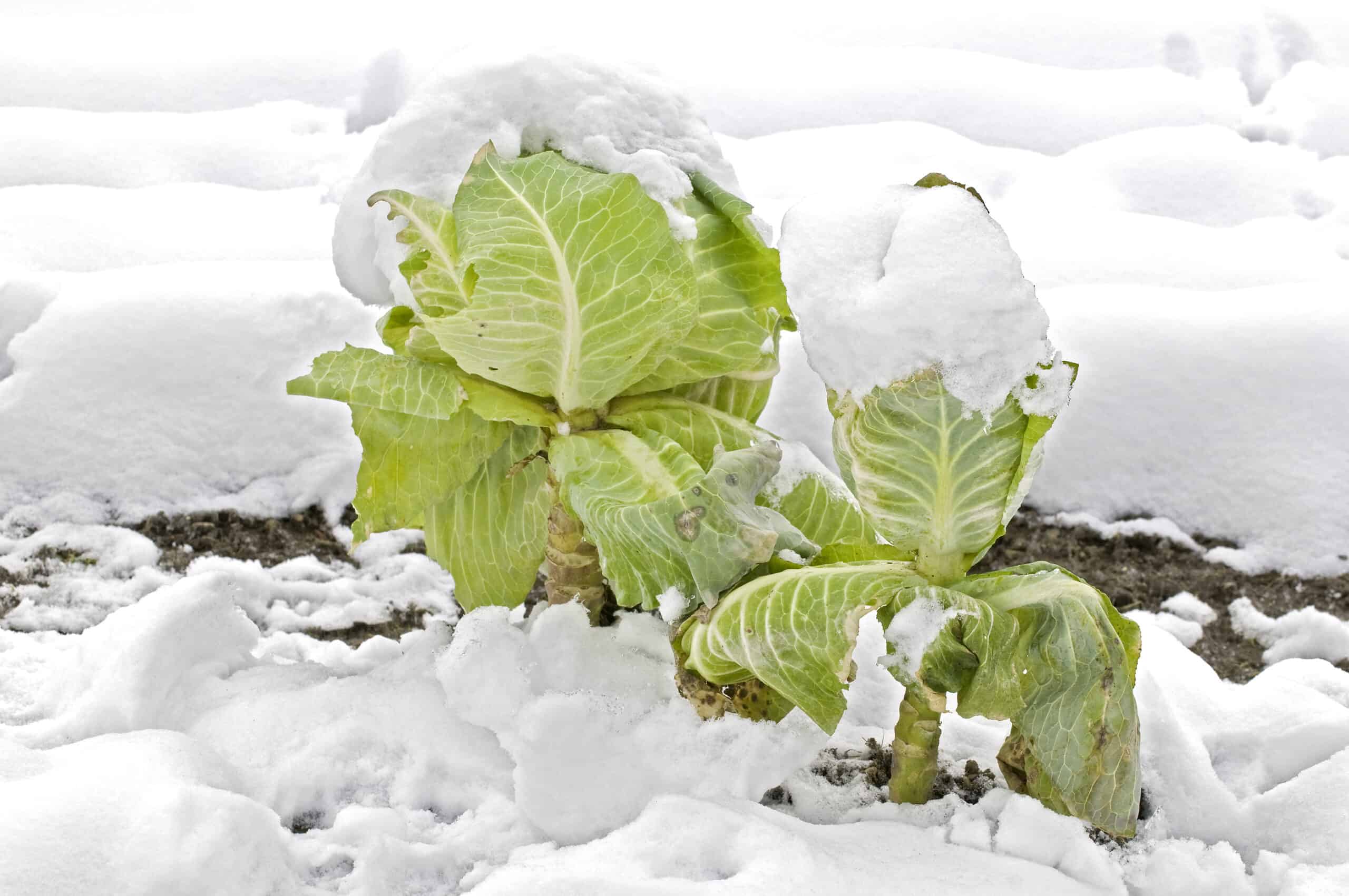 Cabbage in winter