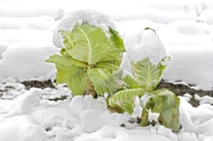Cabbage in the snow ready for harvest