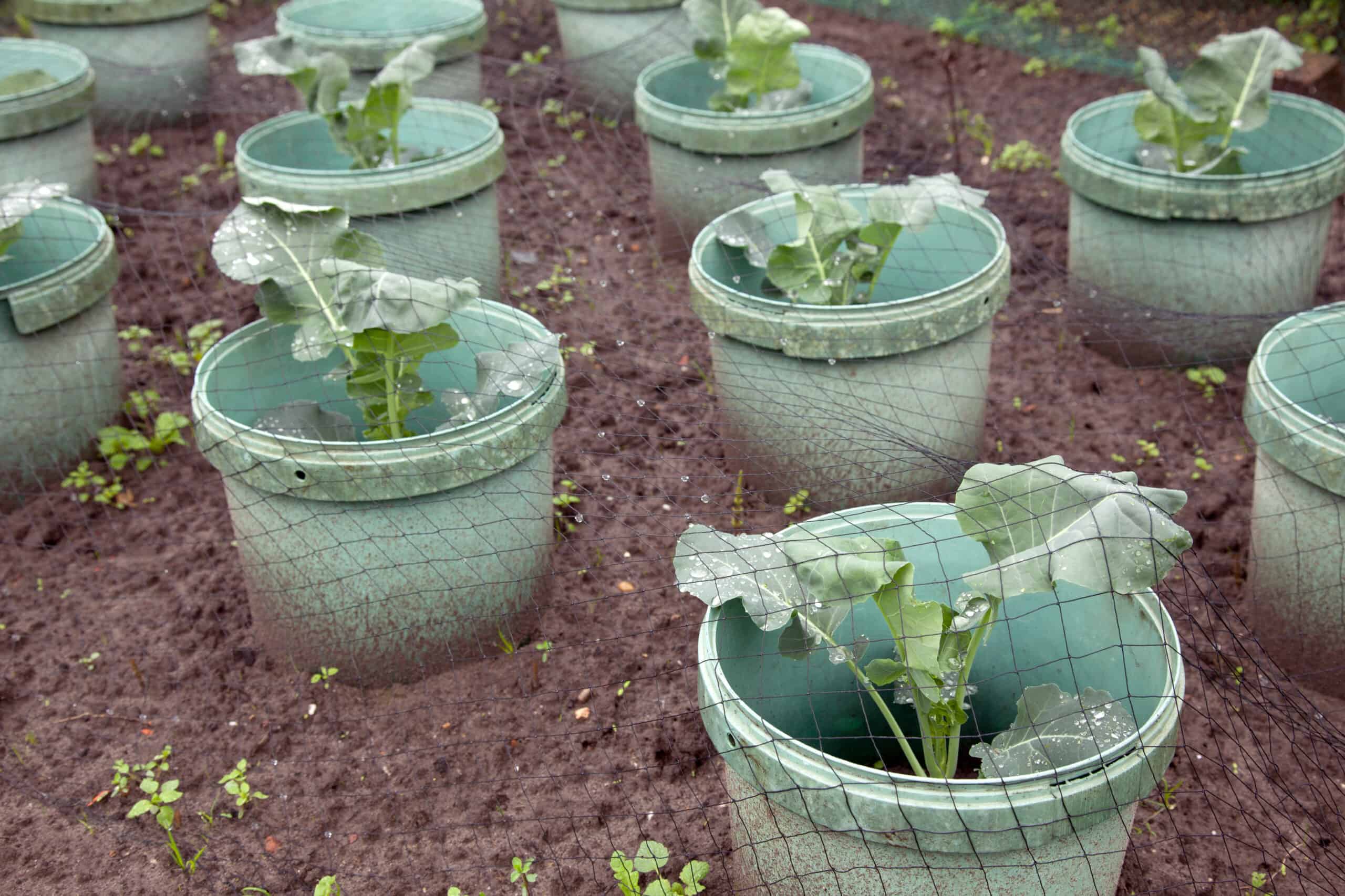 Cabbage planting in spring