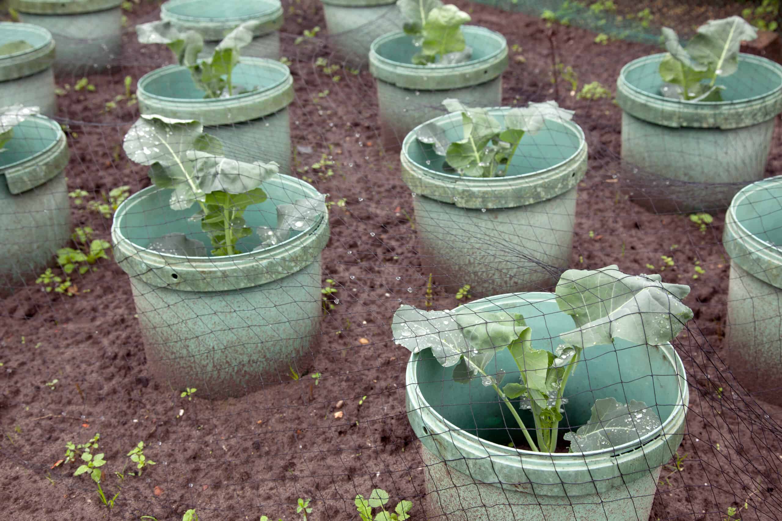 baby cabbage plants