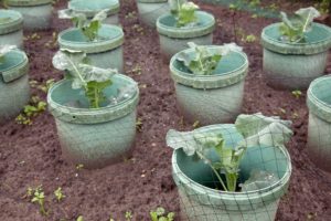 Grow cabbage in a protective collar